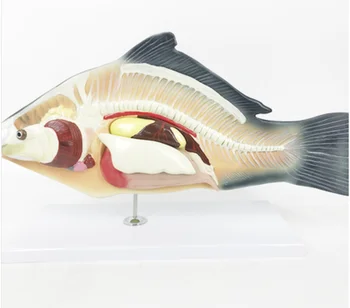 Анатомическая модель рыбы, съемные внутренние органы, учебные демонстрационные пособия по биологии, Модель животного, Съемная анатомическая модель рыбы
