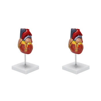 2X Модель человеческого сердца в масштабе 1: 1, анатомически точная модель сердца, анатомия скелета человека в натуральную величину